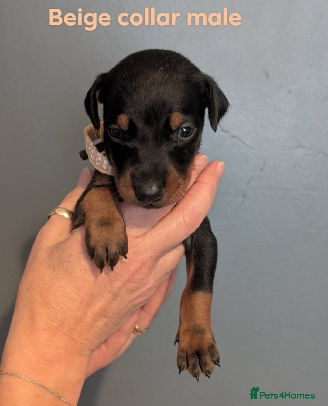 Dobermann dogs for sale: Top Quality Pedigree Dobermanns – Black & Tan - Advert 2