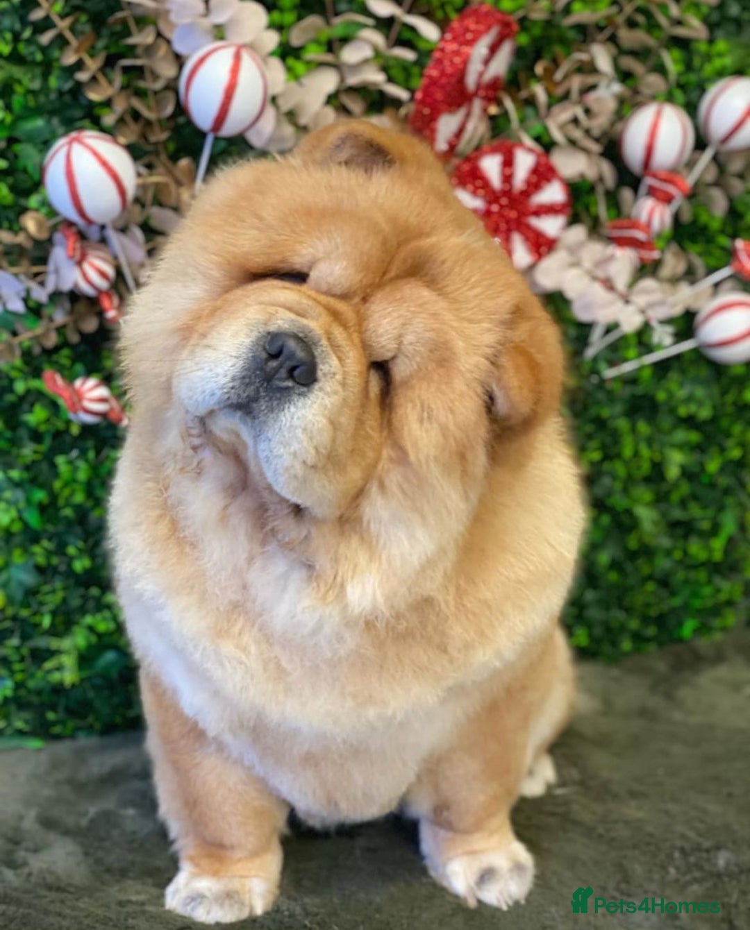 Chow Chow dogs for sale: Chow chow puppies looking for forever homes - Image 2