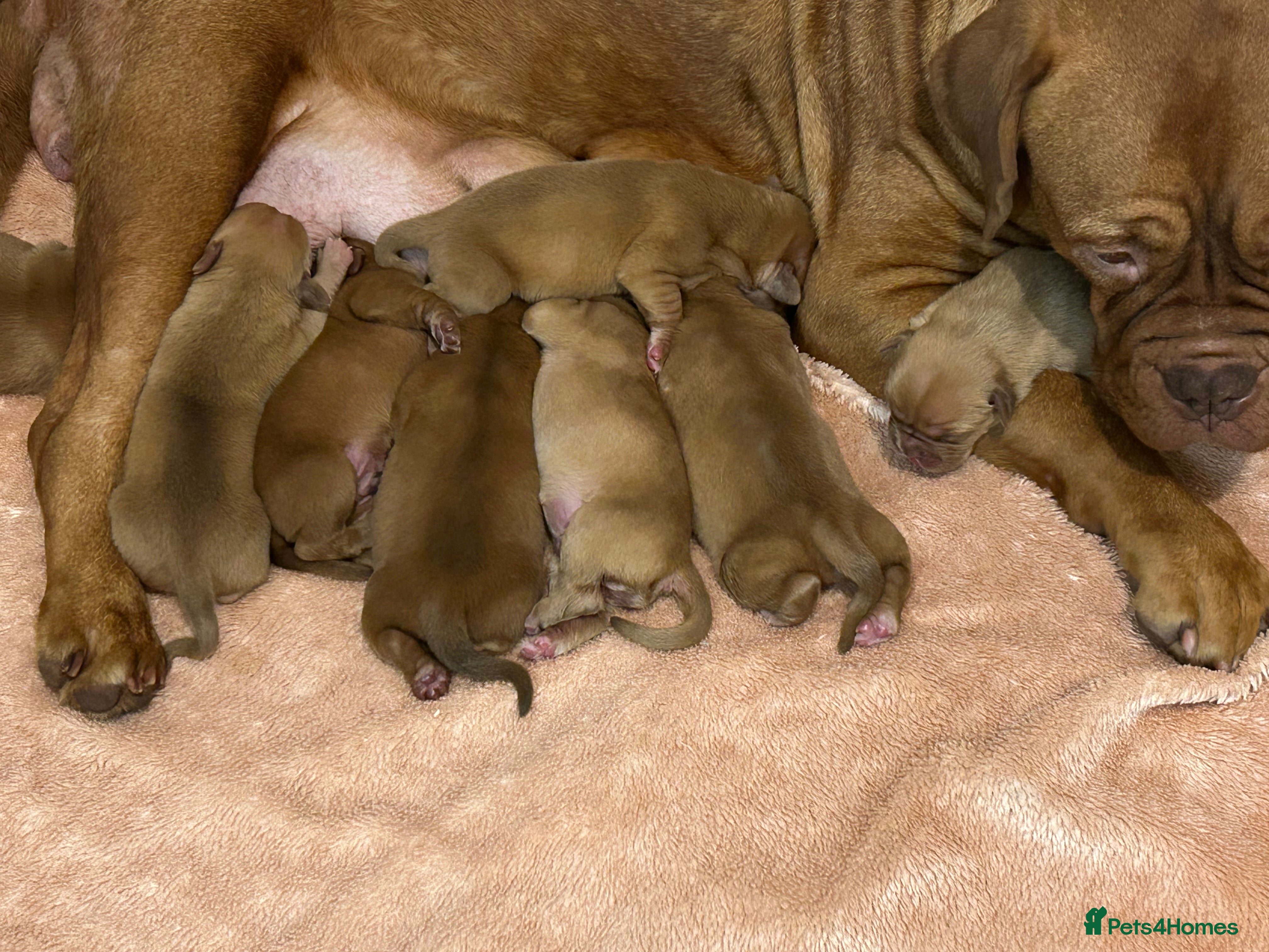 Dogue De Bordeaux dogs 6 boys available 💙💚Dogue de Bordeaux pups  - Advert 2