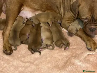 Dogue De Bordeaux dogs 6 boys available 💙💚Dogue de Bordeaux pups - Advert 2