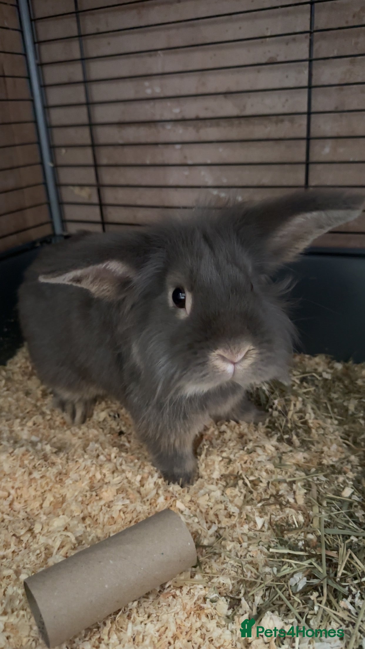 Mixed Breed rabbits Male grey/blue rabbit  - Advert 17