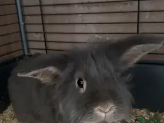 Mixed Breed rabbits Male grey/blue rabbit - Advert 17