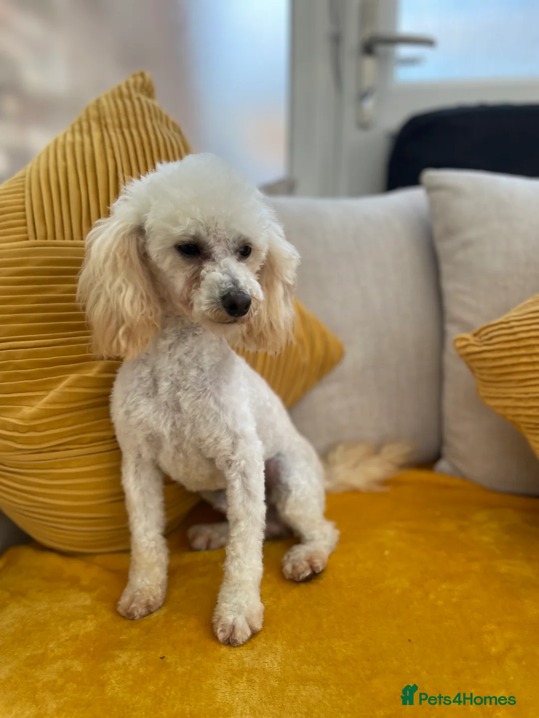 Mixed Breed dogs for sale: Adorable Frenchie-Poodle  **last male  - Advert 5