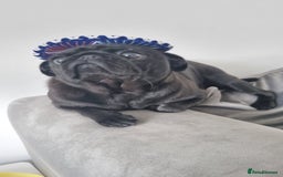 Pug dogs for sale: 3 year old female pug - Image 2