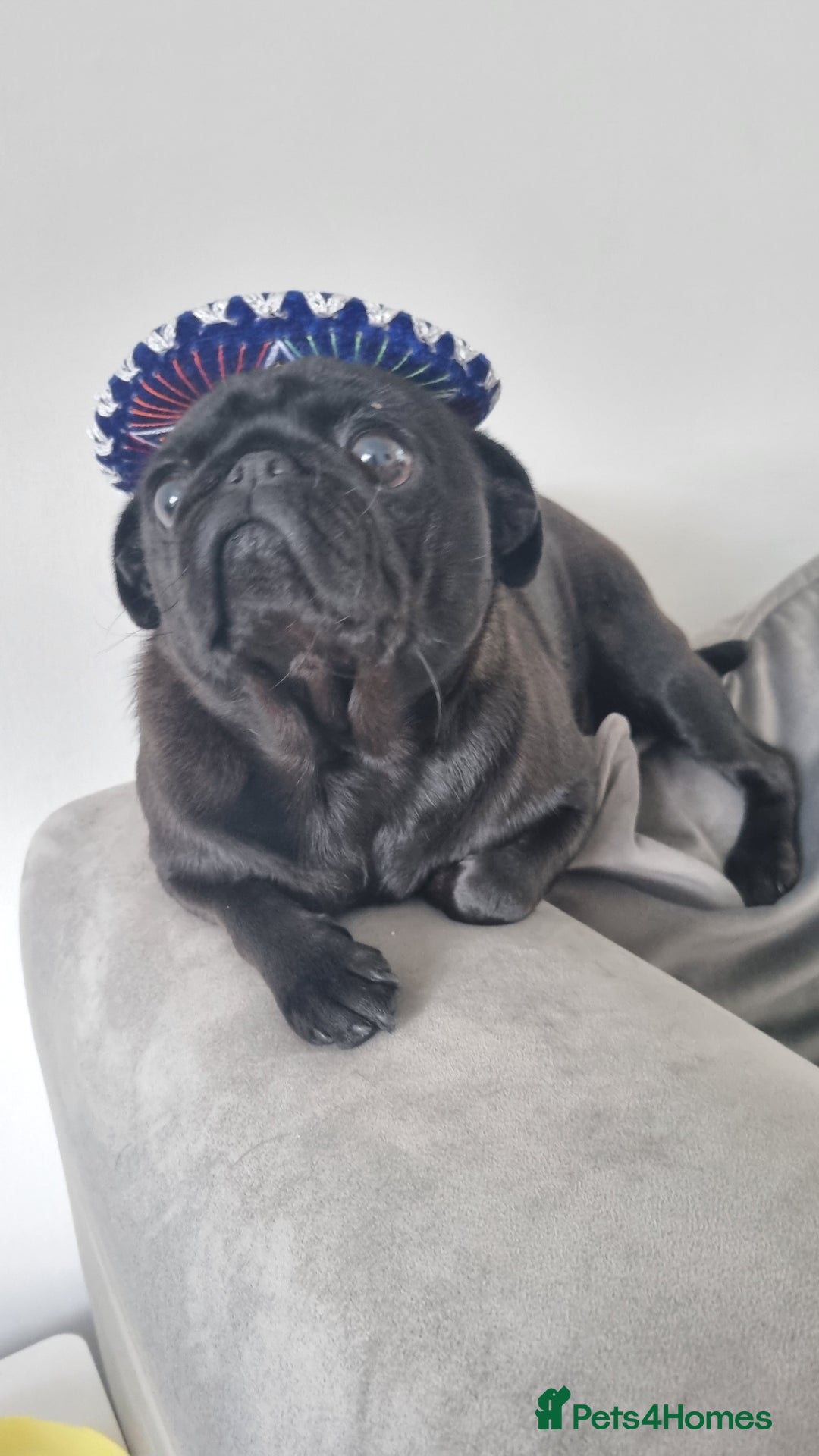 Pug dogs for sale: 3 year old female pug - Image 2