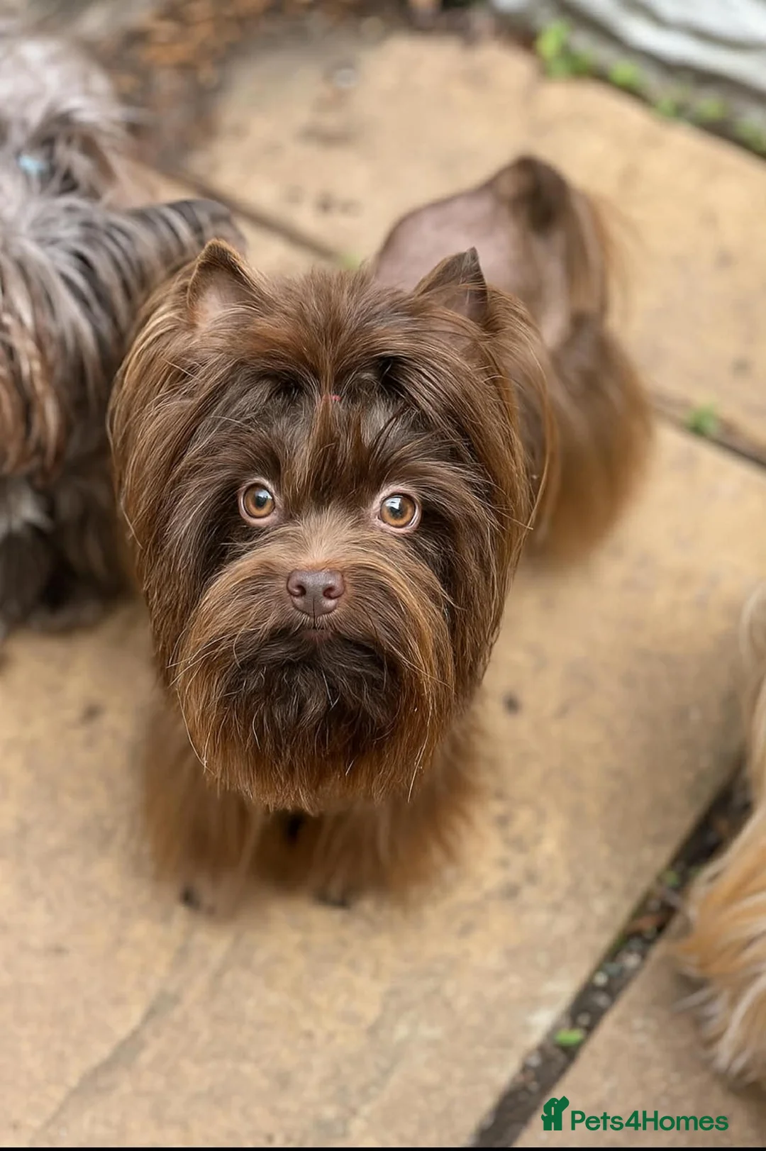 Biewer Terrier dogs for sale: Biewer Yorkshire Terrier | 5⭐ Licensed | DNA - Advert 20