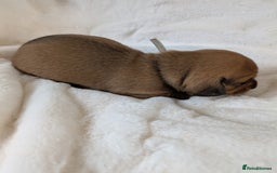 Miniature Dachshund dogs for sale: Smooth shaded red - Image 15