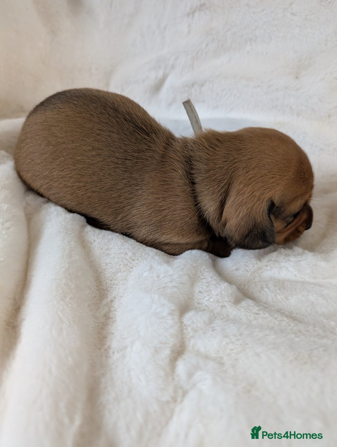 Miniature Dachshund dogs for sale: Smooth shaded red - Image 15