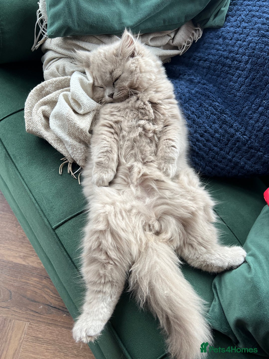 Scottish Fold cats for sale: Bear - 7 Months old Scottish straight  - Image 6