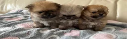 Pomeranian dogs for sale: ADORABLE PURE POMERANIAN KC - Advert 9