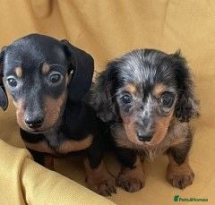 Miniature Dachshund dogs Lovely Mini Dachshunds - Advert 15