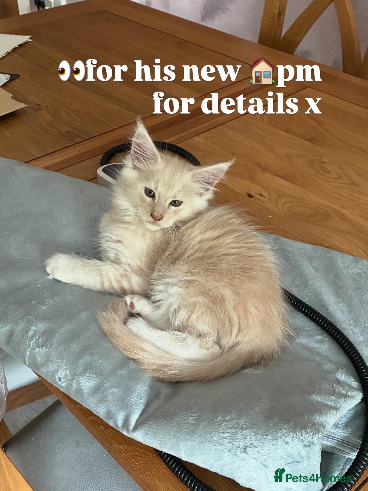 Maine Coon cats 😻GCCF CREAM MAINE COONS FULLY HEALTH  😻😻 - Advert 8