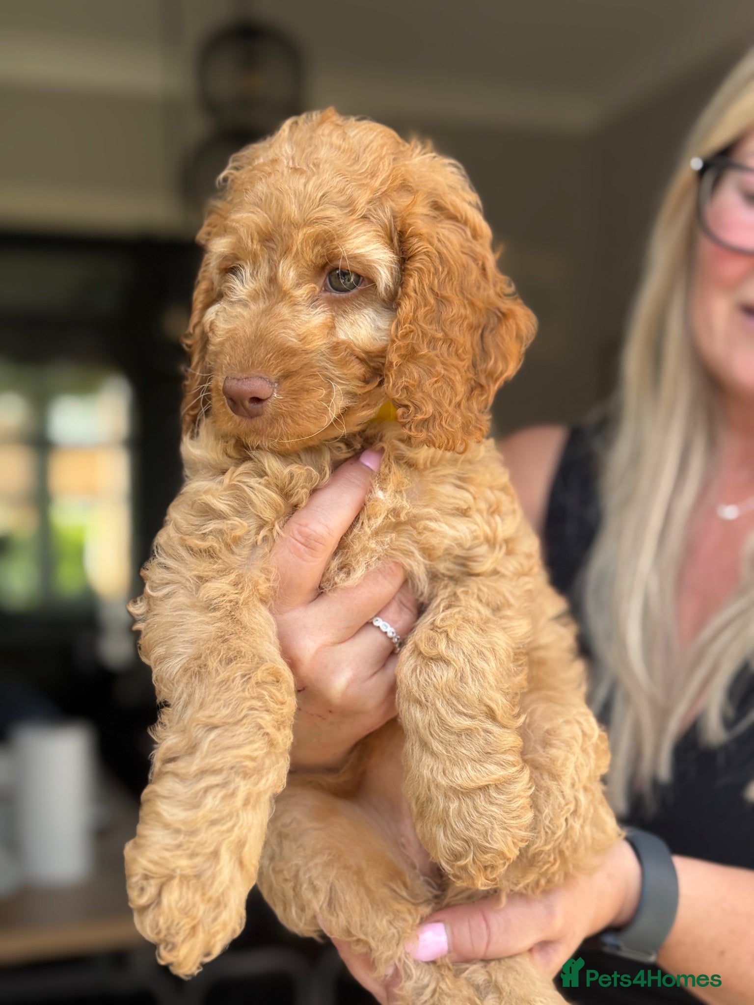 Cockapoo dogs F2 Cockapoo Puppies- READY TO LEAVE NOW! - Advert 1