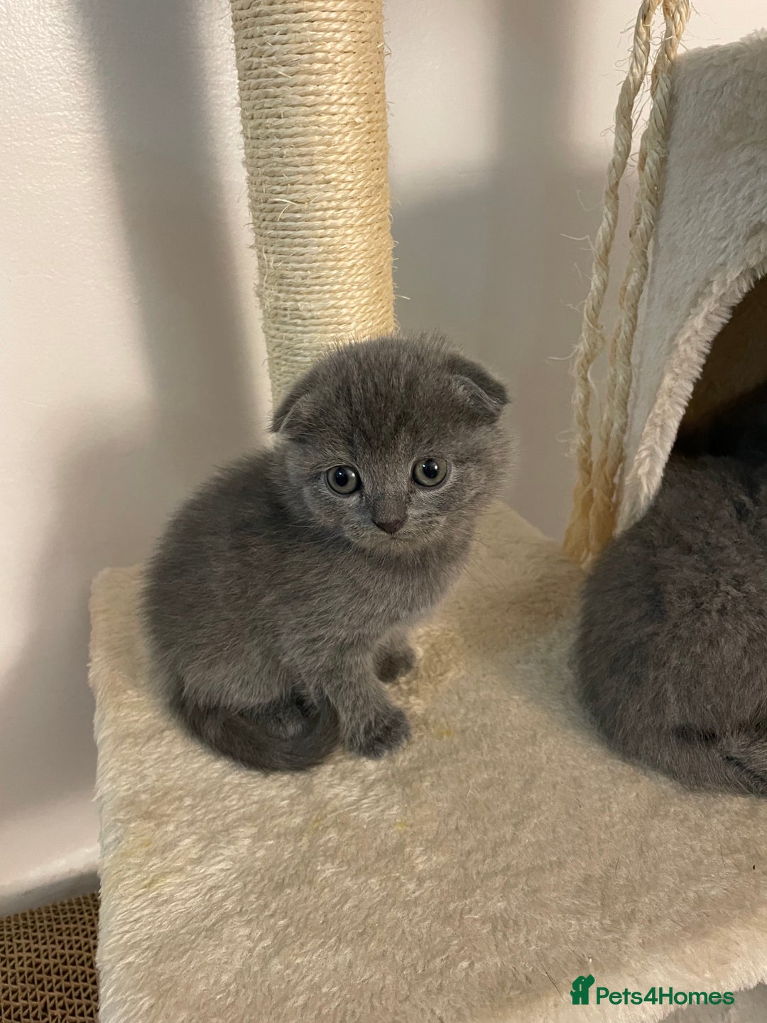 Scottish Fold cats for sale: PURE BREED SCOTTISH FOLD KITTENS 🐾 - Advert 17