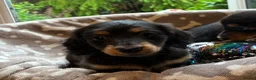 Miniature Dachshund dogs for sale: Two female LH MINI DACHSHUND pups PRA CLEAR ,  - Advert 10