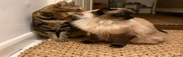 Ragdoll cats for sale: Loving home wanted for my beautiful indoor cats  - Advert 9