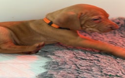 Hungarian Vizsla dogs for sale: Amazing Hungarian vizsla puppies - Image 8