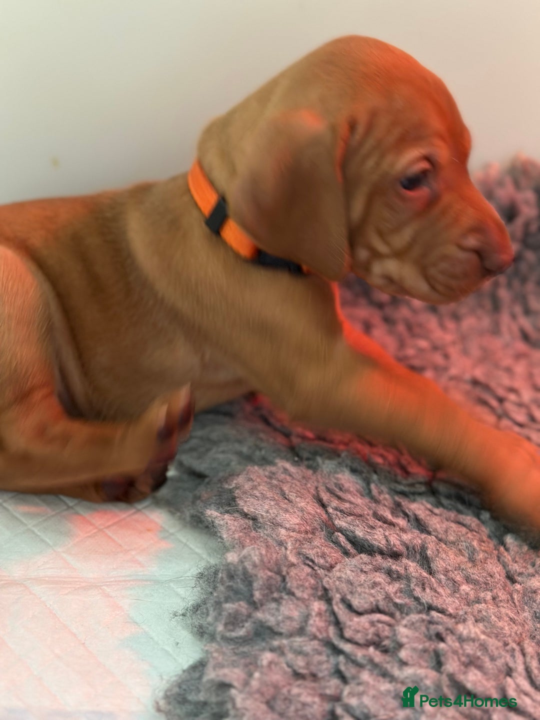 Hungarian Vizsla dogs for sale: Amazing Hungarian vizsla puppies - Image 8