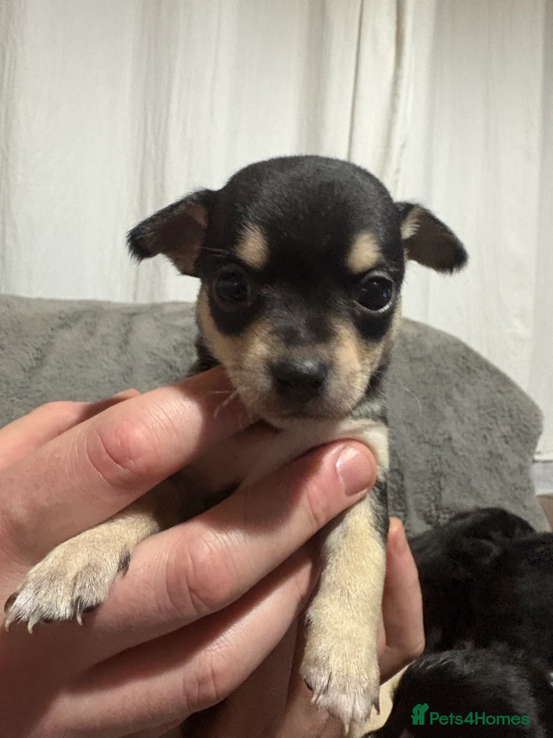 Chihuahua dogs for sale: Chihuahua puppies for sale  - Advert 8