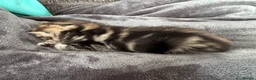 Bengal cats for sale: Bengal x Maine Coon Kittens - Advert 29