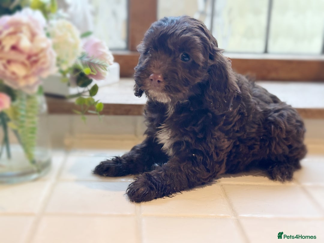 Cockapoo dogs for sale: Beautiful Cocka Poo Puppies  - Image 4