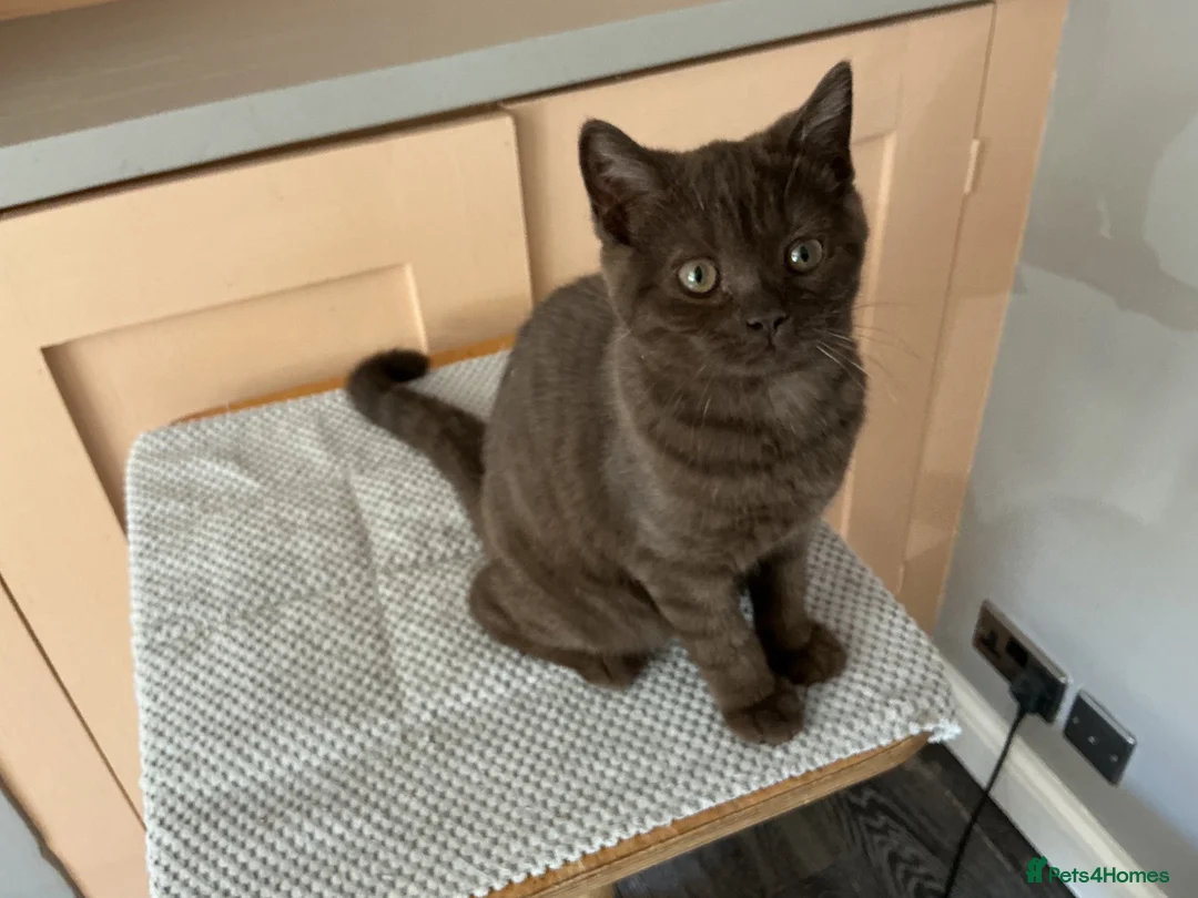 British Shorthair cats for sale: Beautiful chocolate female  - Advert 2