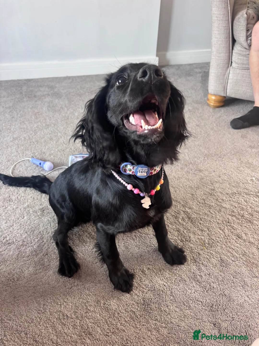 Cocker Spaniel dogs for sale: 7 month old boy cocker spaniel - Advert 4