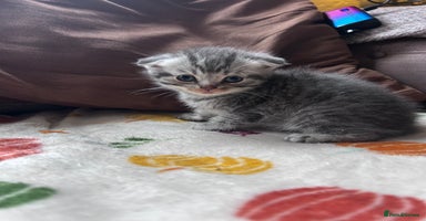 Scottish Fold cats - Advert 15
