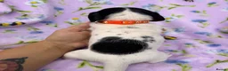 Miniature Dachshund dogs for sale: 5 cute piebald miniature dachshund puppies - Advert 6