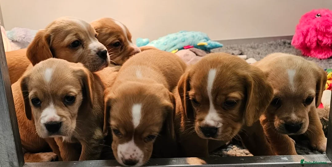 Bocker dogs for sale: Beautiful Red Bocker Pups - Ready 18.02.26 - Advert 3