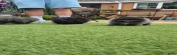 Pomeranian dogs for sale: Mini pomeranian puppies Russian bloodlines - Advert 17