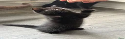 Mixed Breed cats for sale: Persian cross kittens for sale  - Advert 2