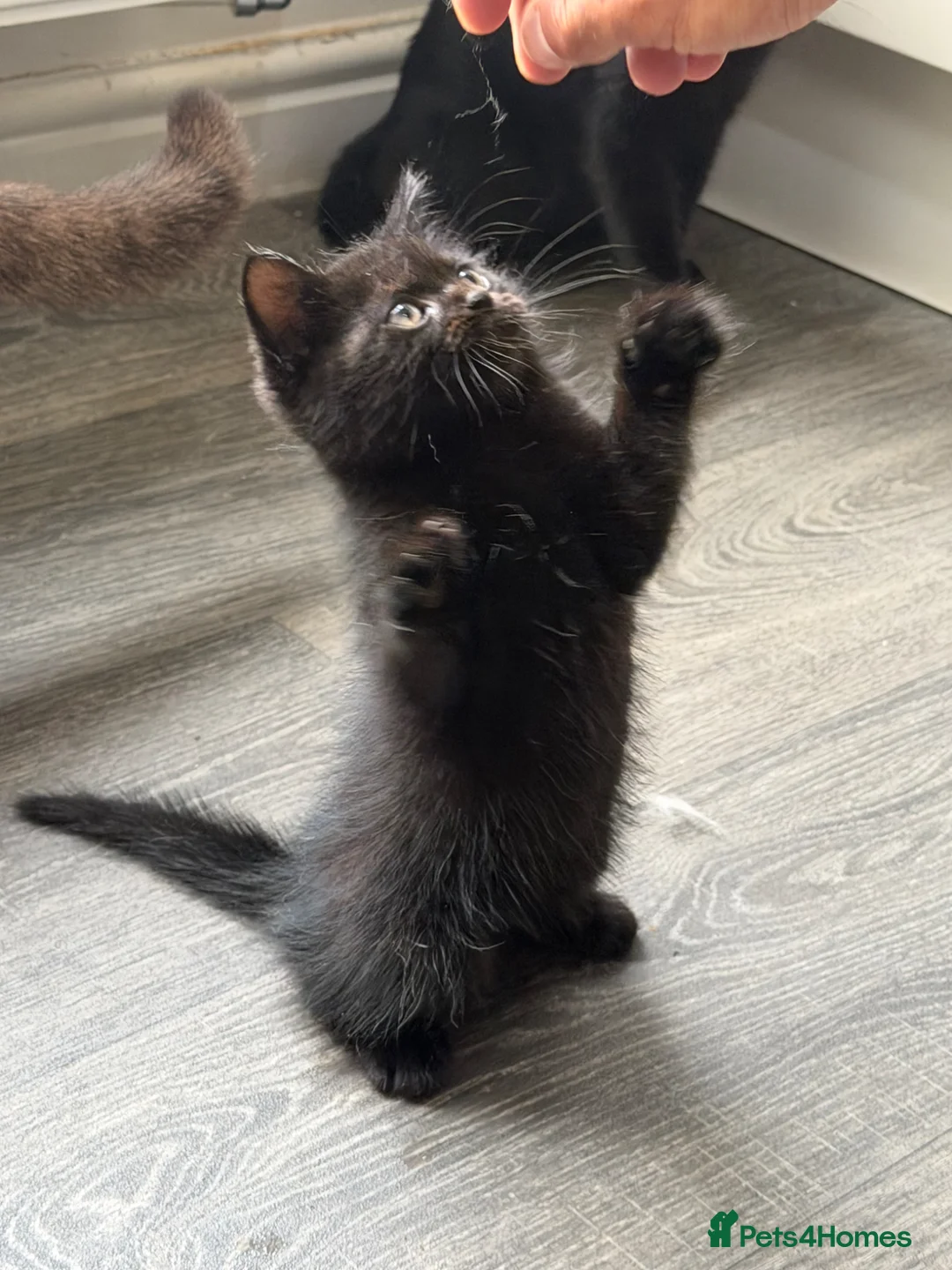 Mixed Breed cats for sale: Persian cross kittens for sale  - Advert 2