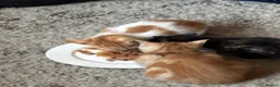 Mixed Breed cats for sale: 3 x kittens - Advert 5