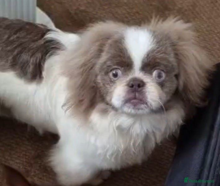 Pekingese dogs Kc reg unique lilac and white proven pekingese  - Advert 2