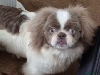 Pekingese dogs Kc reg unique lilac and white proven pekingese - Advert 2