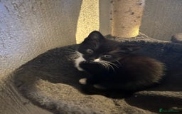 Mixed Breed cats for sale: 2 beautiful girls - Image 3