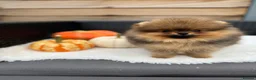 Pomeranian dogs for sale: Royal Kennel Club reg show Pomeranian puppies - Advert 9