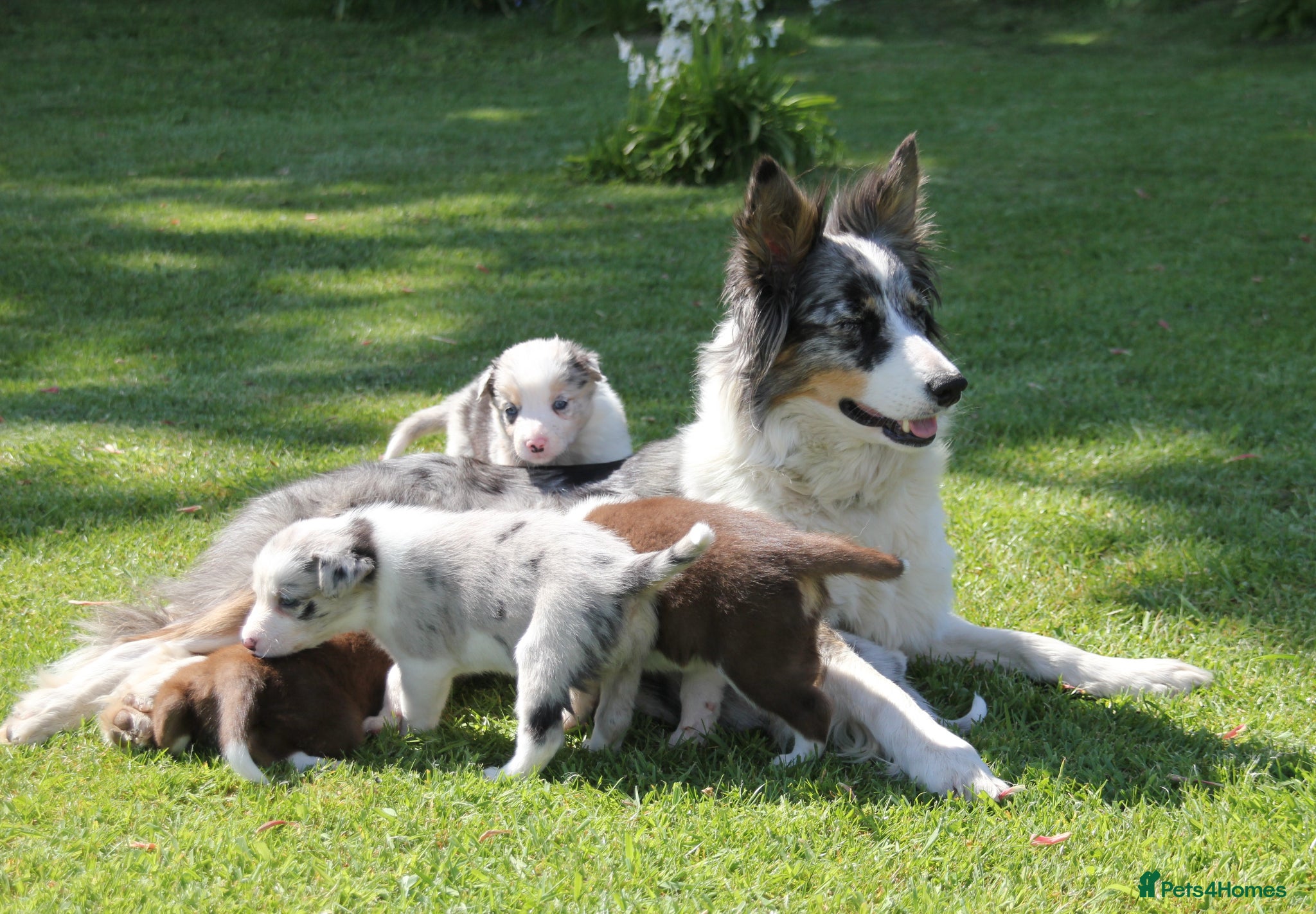 Border Collie dogs for sale: Border Collie Puppies for Sale - Advert 1