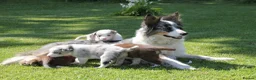 Border Collie dogs for sale: Border Collie Puppies for Sale - Advert 1