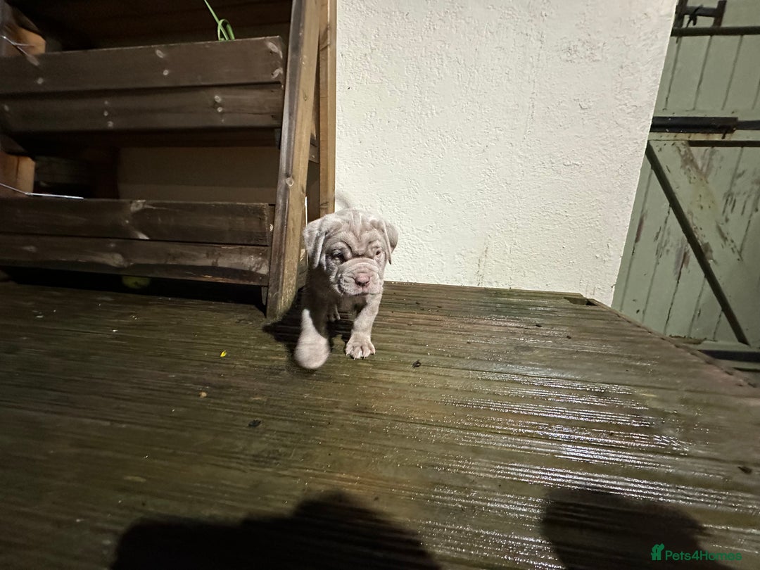 Mastiff dogs for sale: Neapolitan x Cane Corso Mix - Advert 26