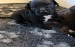 Mixed Breed dogs for sale: Frocks  - Image 32