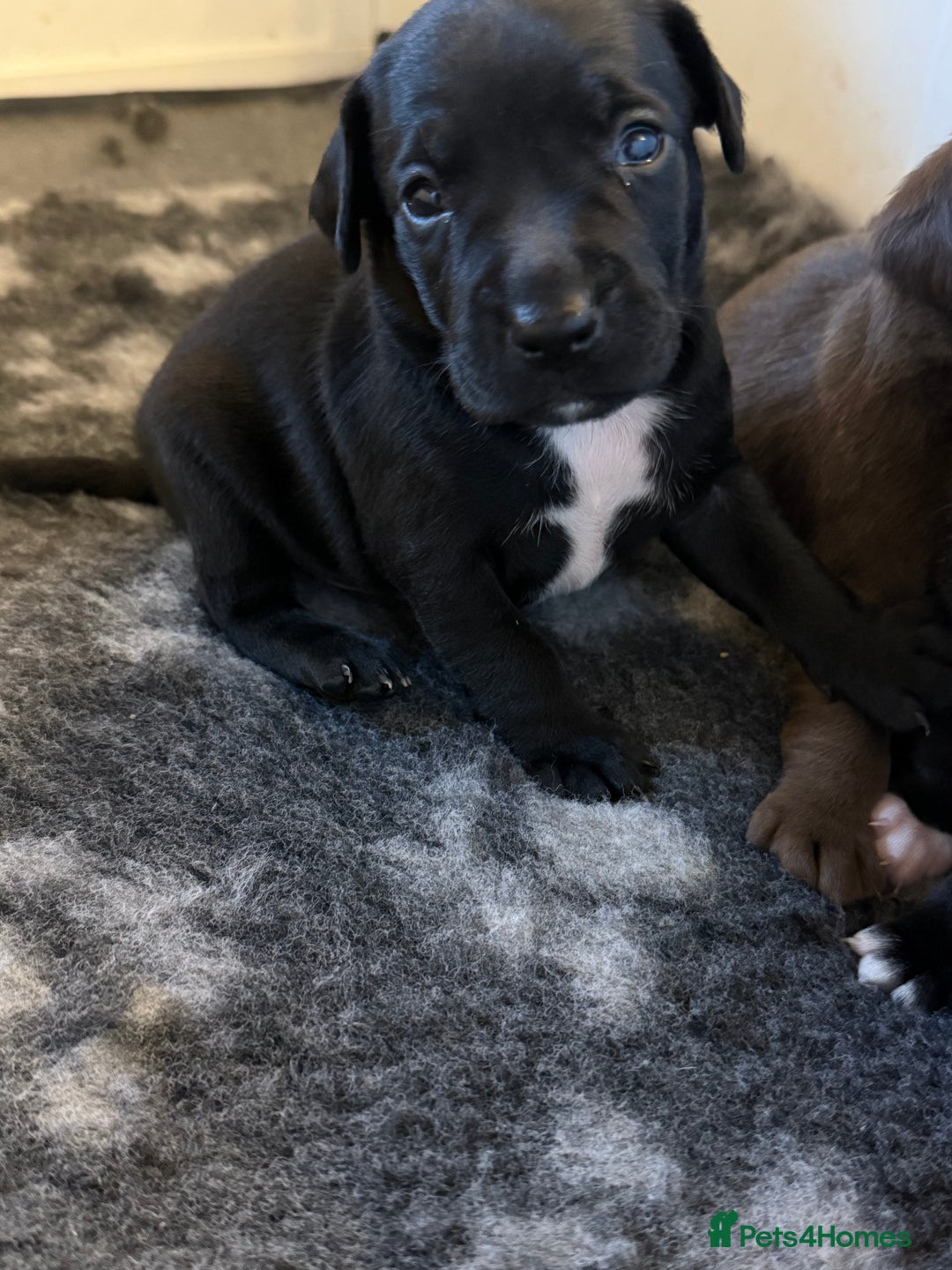 Mixed Breed dogs for sale: Frocks  - Image 32