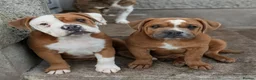 Olde English Bulldogge dogs for sale: Olde English bulldogge  - Advert 5