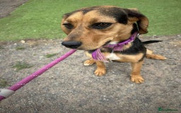 Mixed Breed dogs for adoption: Meet Coral, currently residing in Cheshire  - Image 2
