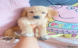 Golden Retriever dogs for sale: Beautiful KC golden pups ready to leave 🥰🥰🏡 - Image 3