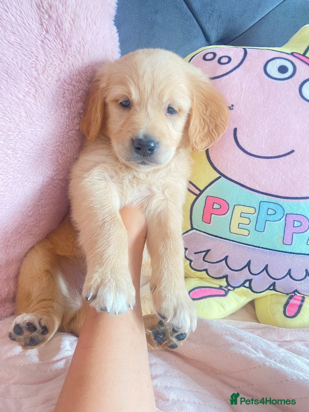 Golden Retriever dogs for sale: Beautiful KC golden pups ready to leave 🥰🥰🏡 - Image 3