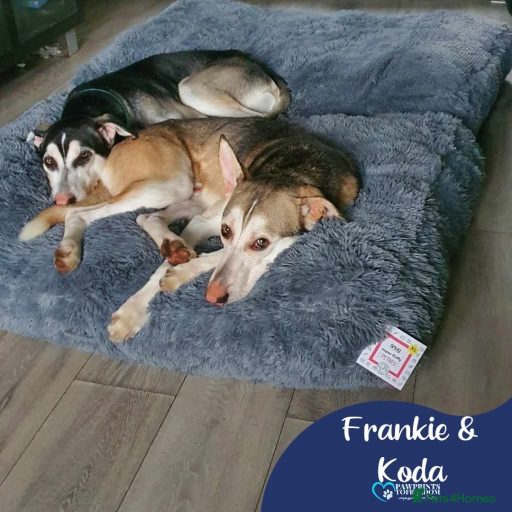 Mixed Breed dogs Meet Frankie and Koda, currently residing in Luton in Luton - Advert 17
