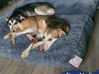 Mixed Breed dogs in Luton - Advert 12