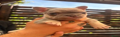 French Bulldog 1